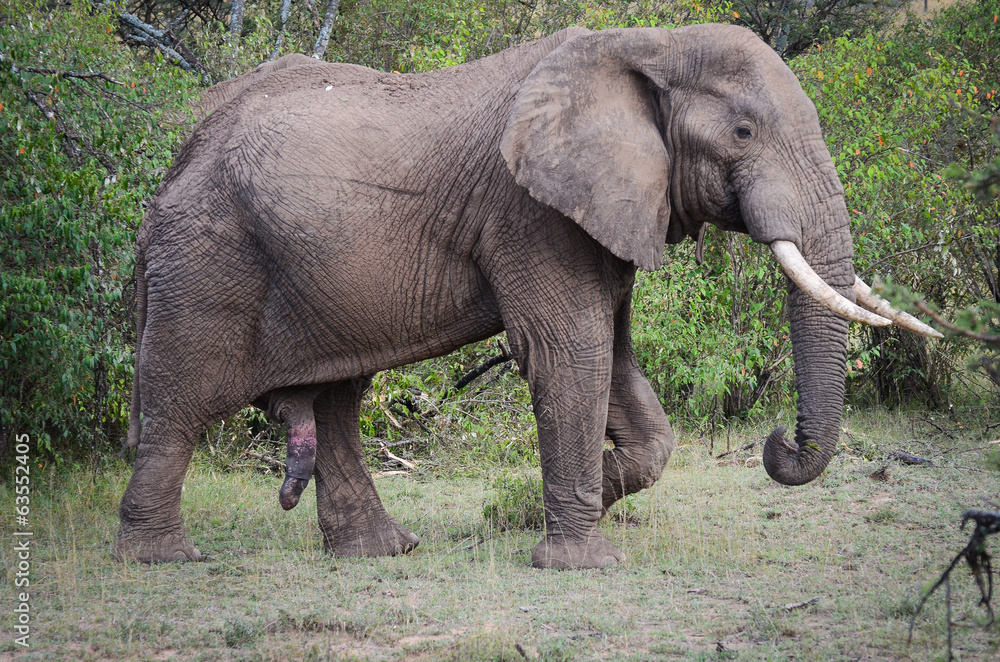 Obraz premium Proud elephant