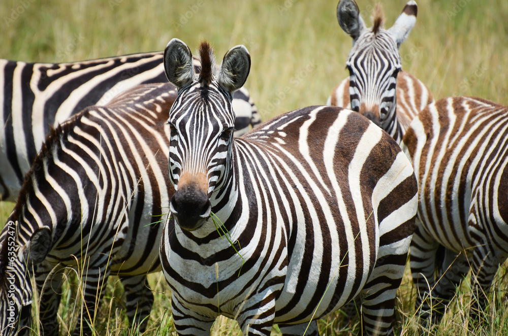 Naklejka premium Zebra lunch