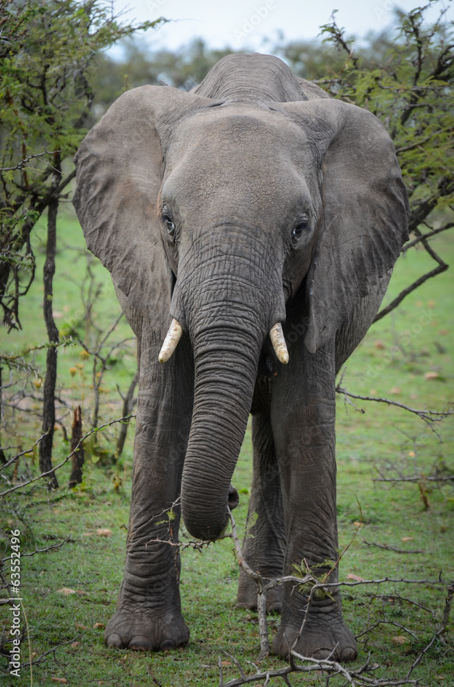 Obraz premium Ambling elephant