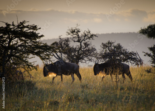 Wildebeest at sunrise