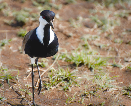 Red-eyed wild bird