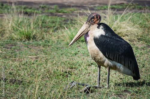 Marabou stork