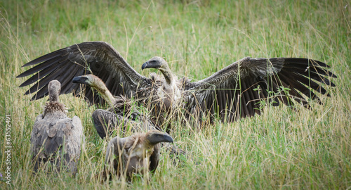 Vulture wings