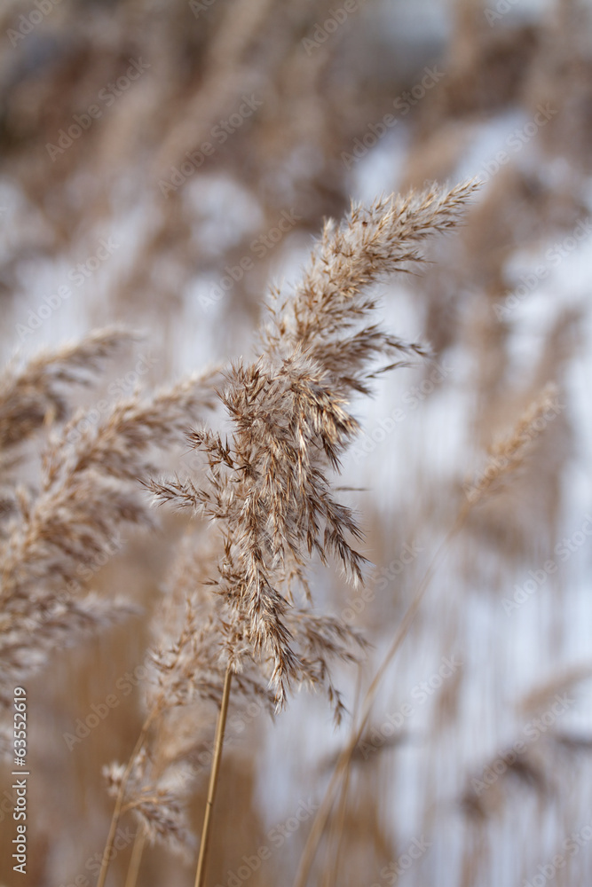 Winter reed Winter reed