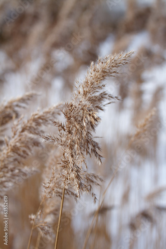 Winter reed © Thijs Schouten