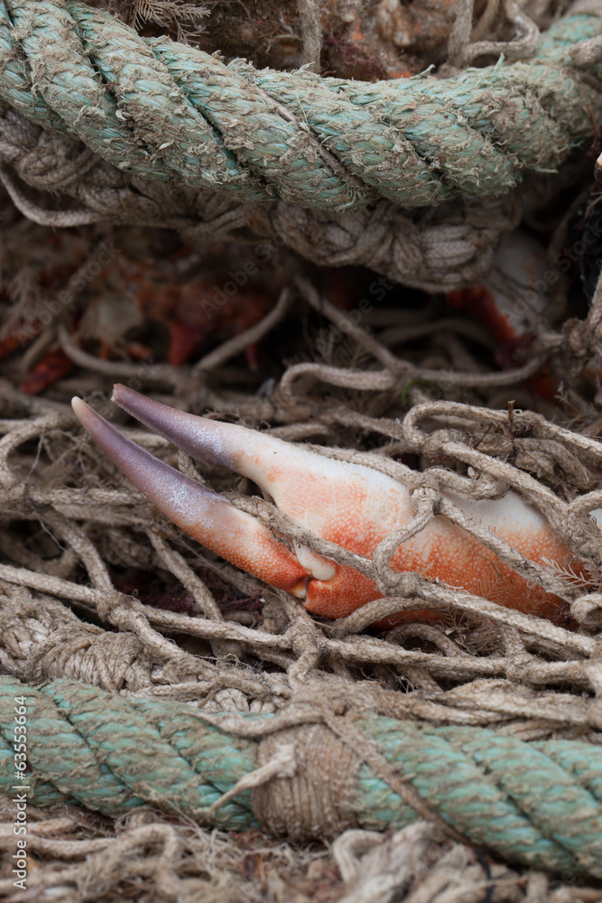 crabe dans un filet