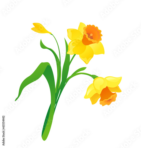 Fototapeta Naklejka Na Ścianę i Meble -  Cartoon daffodil