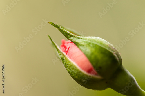Tiny rosebud photo