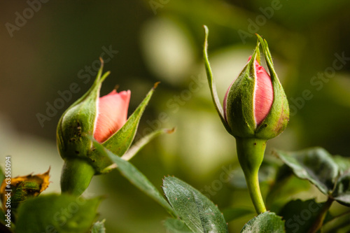 Tableau sur toile rosebuds