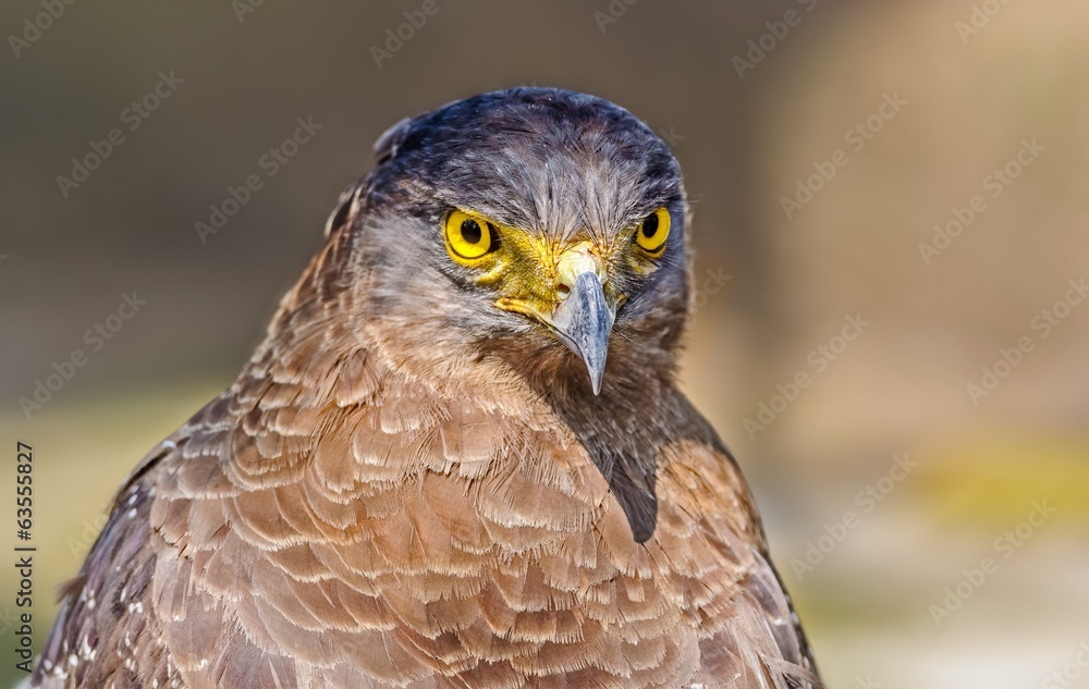 Close up portrait of a captive Golden Eagle Aquila chrysaetos Close up portrait of a captive Golden Eagle Aquila chrysaetos