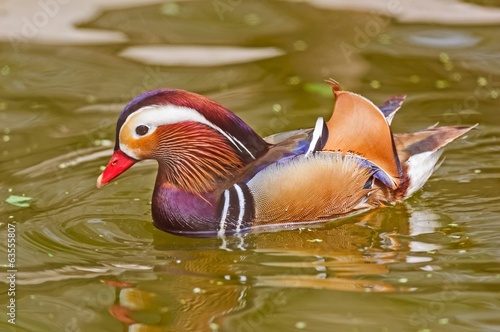Bird, Mandarin Duck, Aix galericulata, swimming in water, copy s