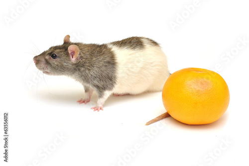 Nice rat and big orange