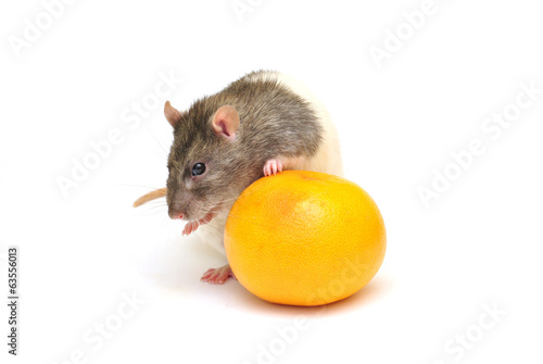Nice rat and big orange