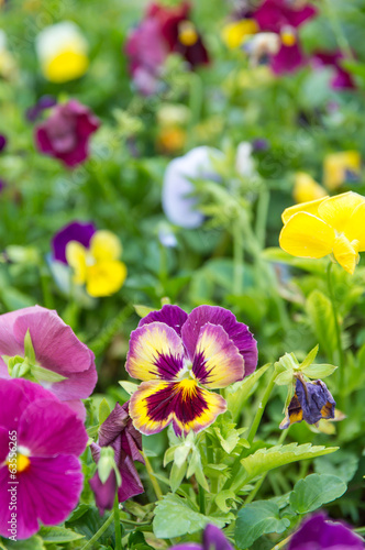 beautiful flowers in the garden