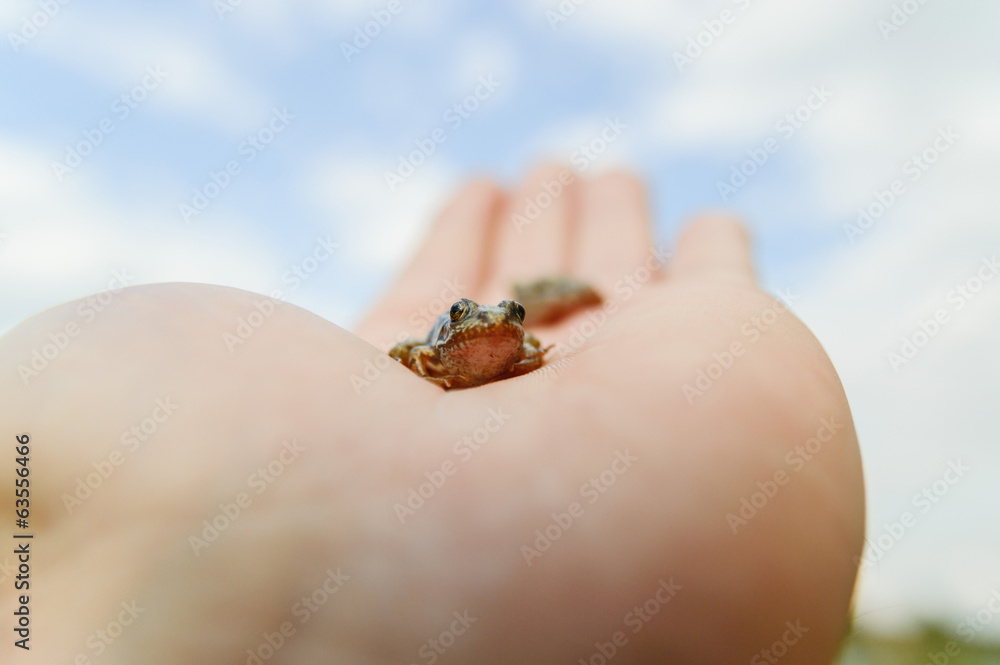 frog