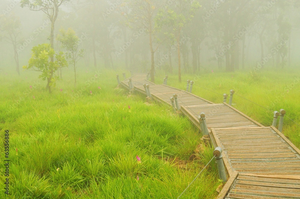 wooden bridge across a foggy forest