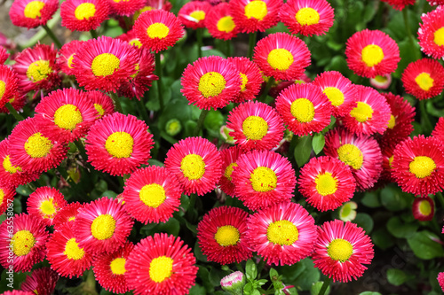 Fototapeta Naklejka Na Ścianę i Meble -  callistephus chinensis bloom