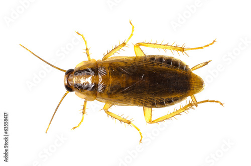 Cockroach isolated