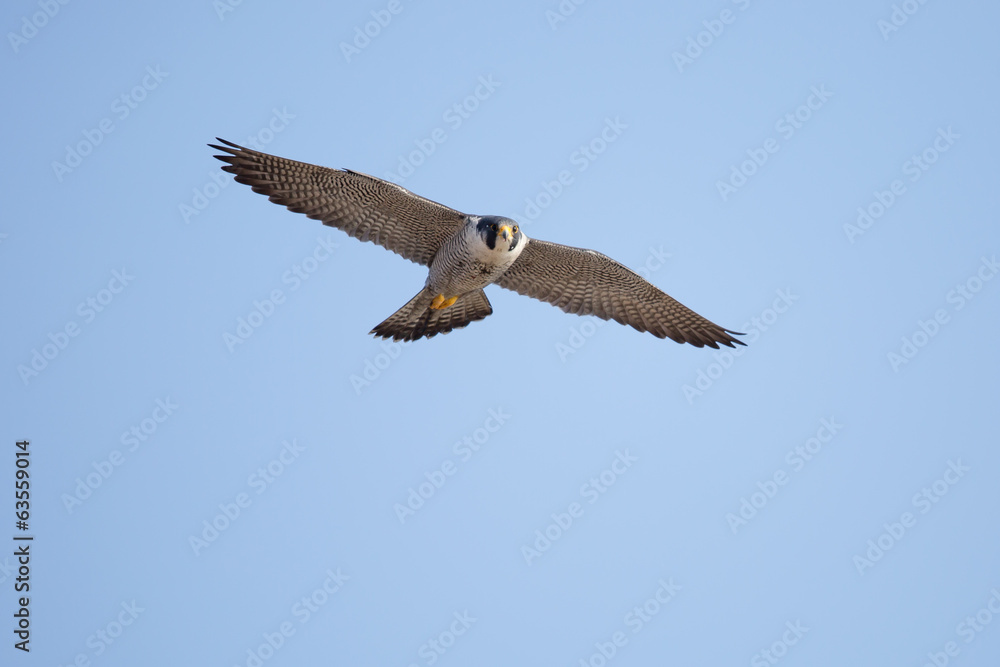 Obraz premium ハヤブサ