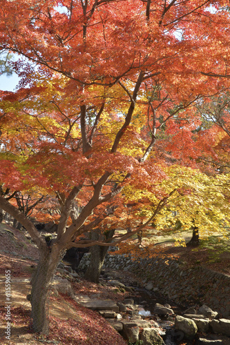 Color of Autumn season at Japan.