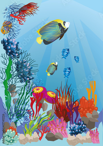 marine life with colorful fish