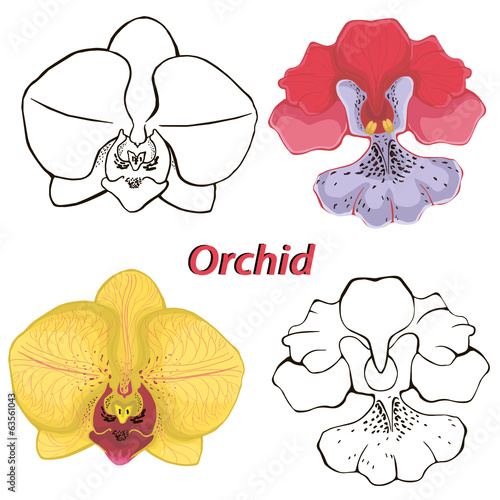 Fototapeta Naklejka Na Ścianę i Meble -  orchid flowers. contours of flowers on a white background.