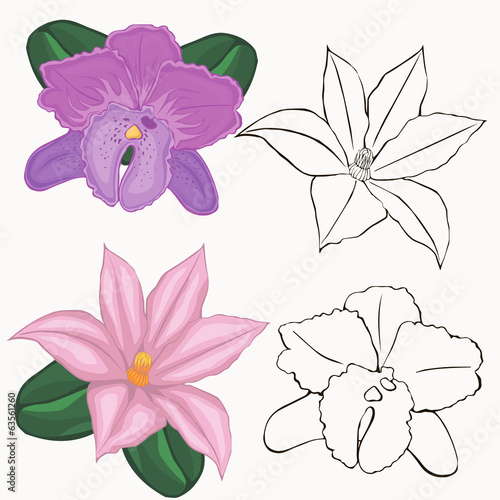 orchid flowers. contours of flowers on a white background.