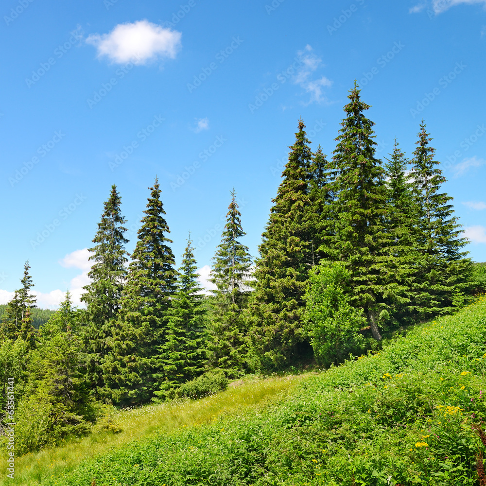 Beautiful pine trees on mountain Beautiful pine trees on mountain