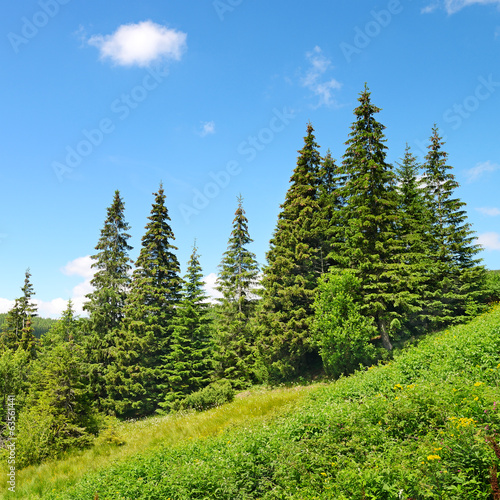 Beautiful pine trees on mountain
