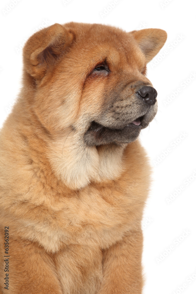 Сhow chow puppy close-up portrait