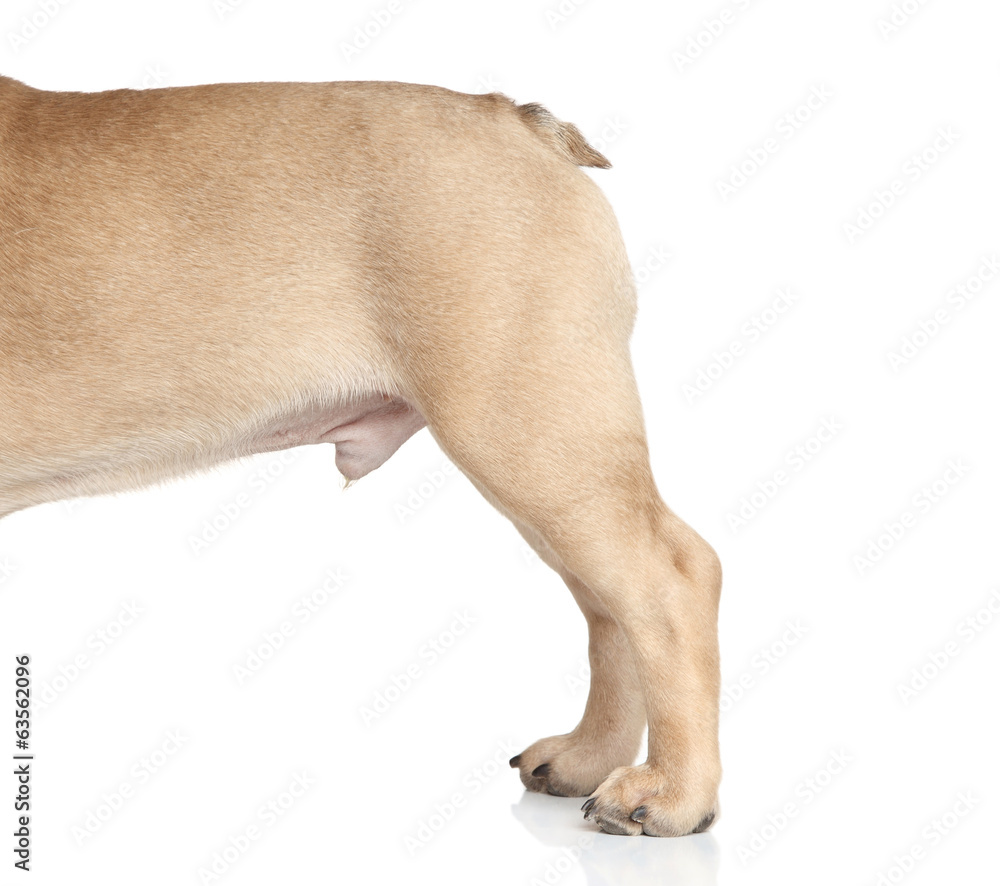 Fototapeta premium Dog body part