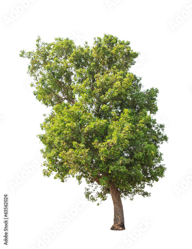Tembusu (Fagraea fragrans) tree isolated on white