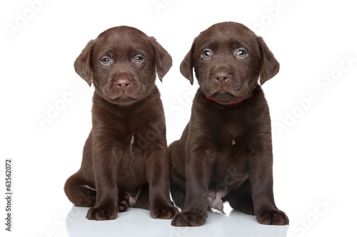 Chocolate labrador puppies