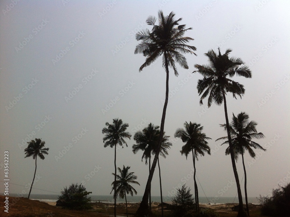 Obraz premium palms on the ondian beach