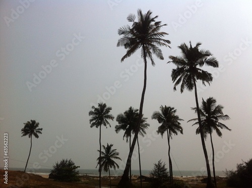 palms on the ondian beach