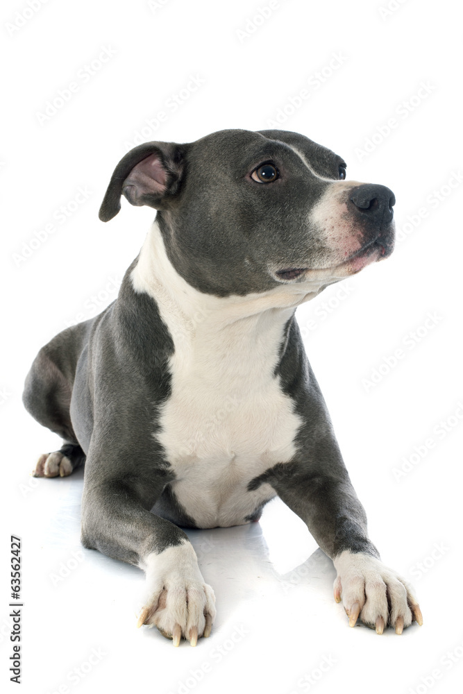 american staffordshire terrier