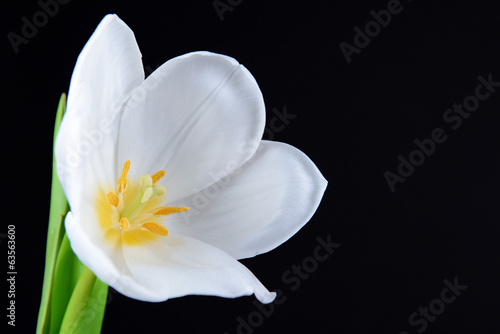 Fototapeta Naklejka Na Ścianę i Meble -  Beautiful white tulip isolated on black