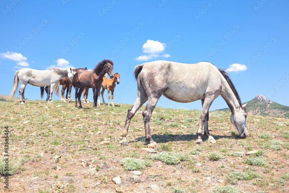 Fototapeta premium horses under clouds