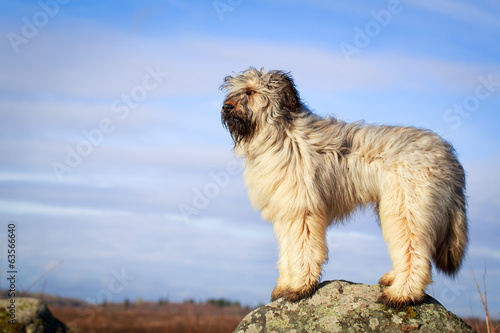 Foto Pale yellow briard dog