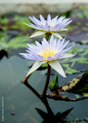 Close up of beautiful purple lotus blossom in pool