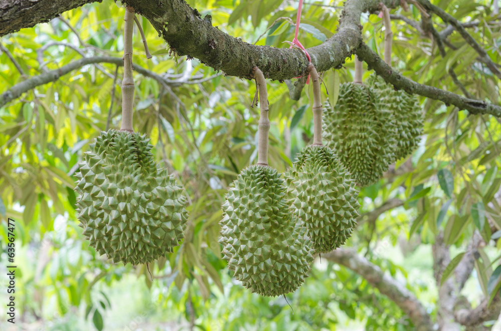 Fresh durian on its tree in the tropical orchard, Thailand Fresh durian on its tree in the tropical orchard, Thailand