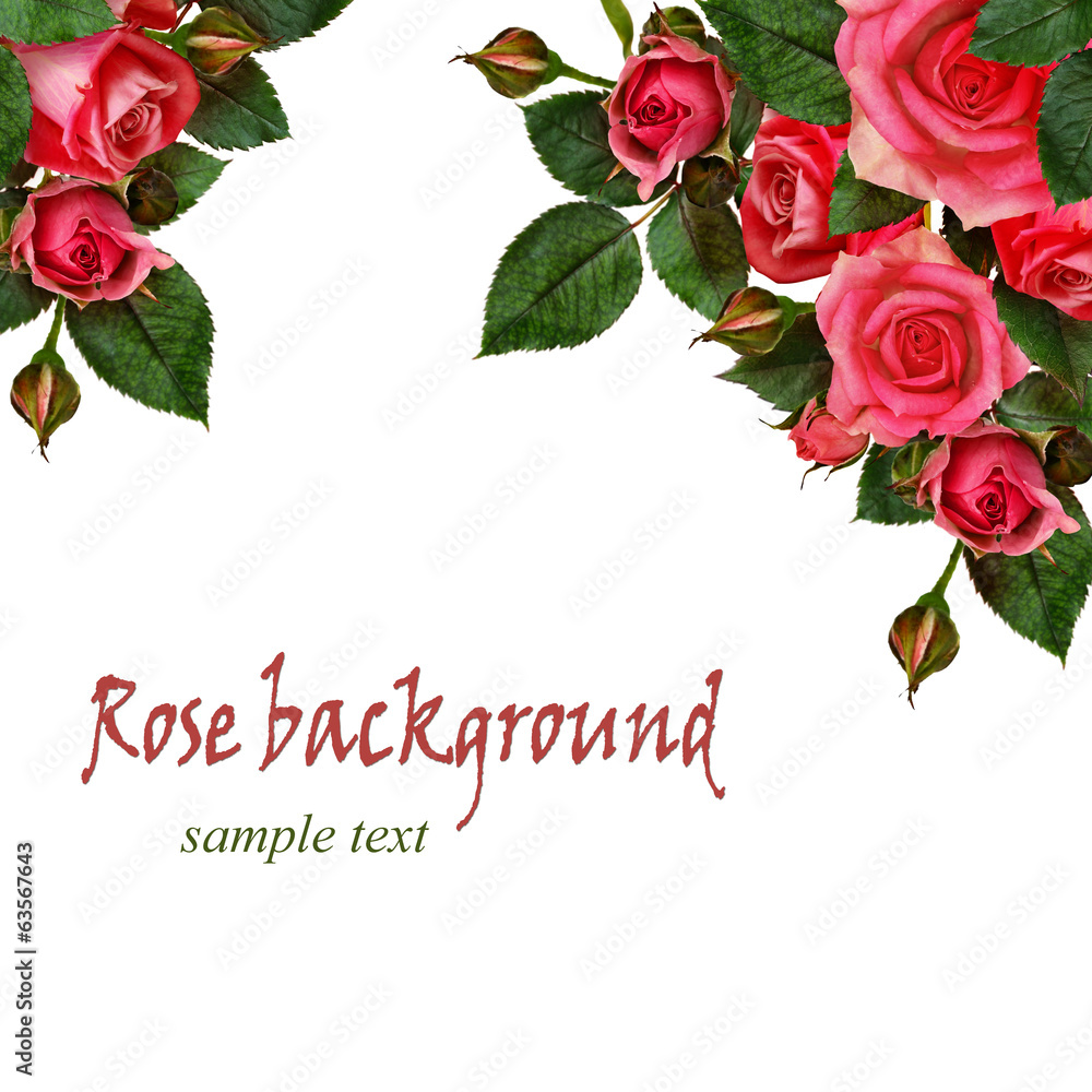 Rose flowers background