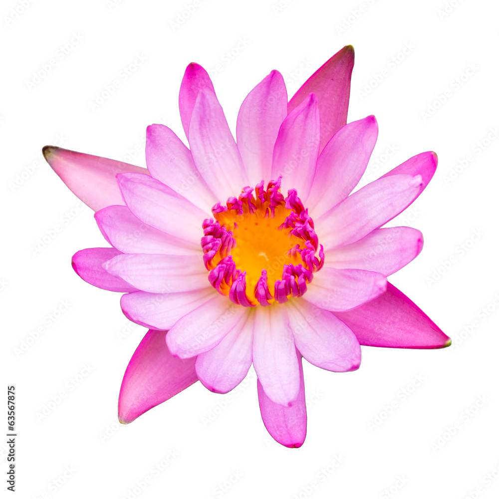 Beautiful lotus(Single lotus floweron  white background)