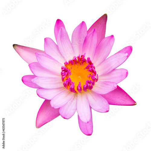 Beautiful lotus Single lotus floweron  white background 