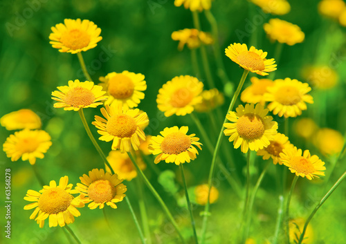 Yellow camomiles on green background