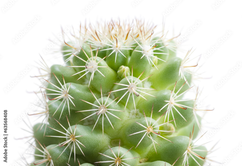green cactus isolated on white with clipping path green cactus isolated on white with clipping path