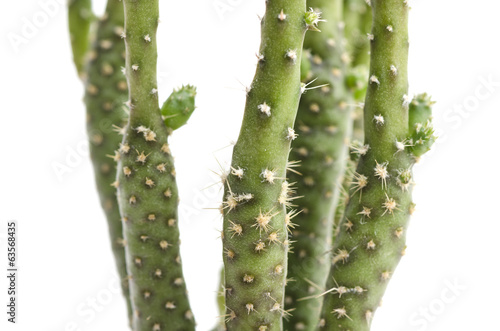 green cactus isolated on white with clipping path