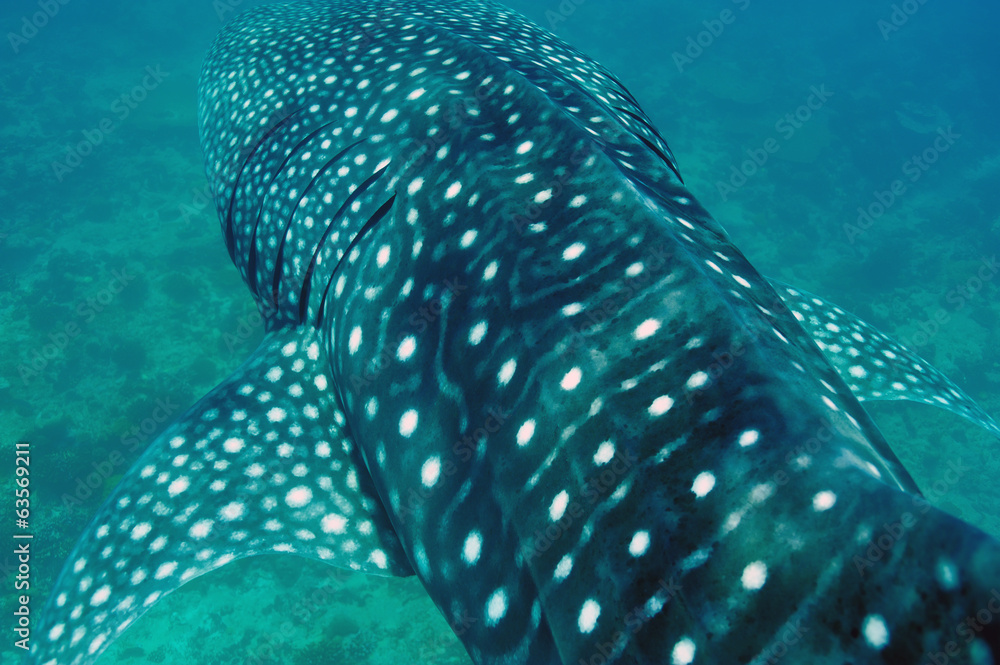 Naklejka premium Whale Shark swimming in crystal clear blue waters at Maldives