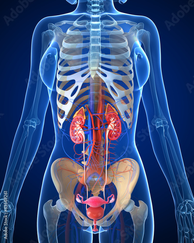Anatomy of female urinary system