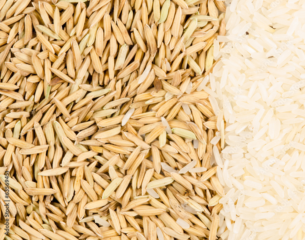 rice and paddy rice and paddy